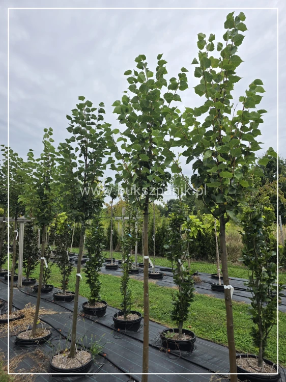 Lipa drobnolistna GREENSPIRE - Tilia cordata ob.10-12cm