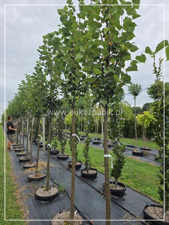 Lipa drobnolistna GREENSPIRE - Tilia cordata ob.10-12cm