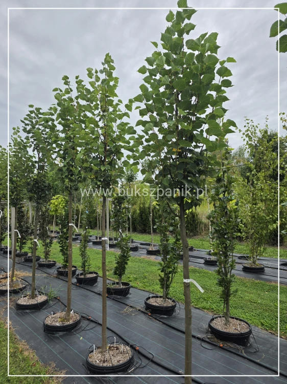 Lipa drobnolistna GREENSPIRE - Tilia cordata ob.10-12cm