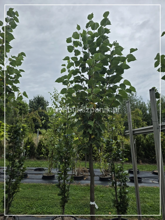 Lipa drobnolistna GREENSPIRE - Tilia cordata ob.10-12cm