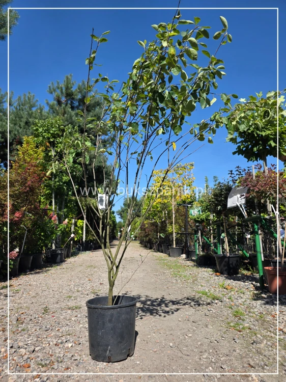 Świdośliwa Lamarcka- Amelanchier lamarckii wielopienna