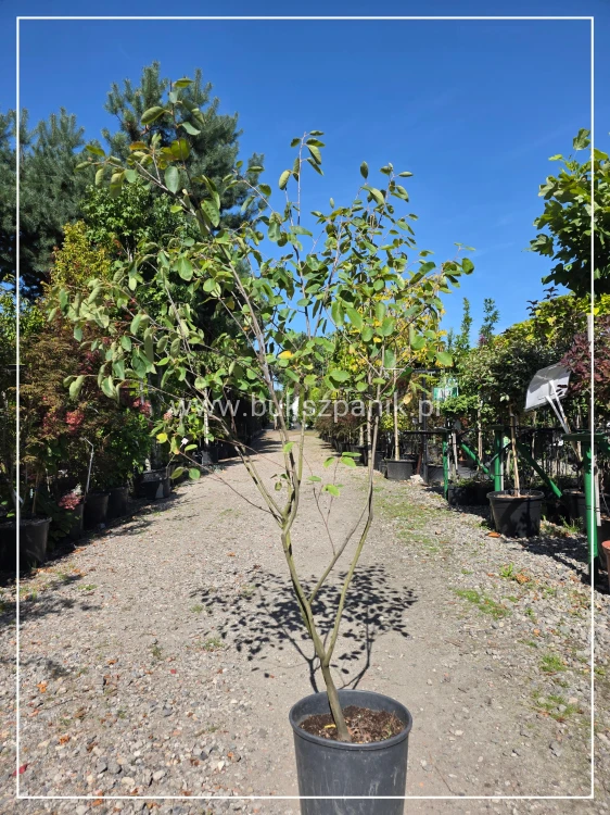 Świdośliwa Lamarcka- Amelanchier lamarckii wielopienna