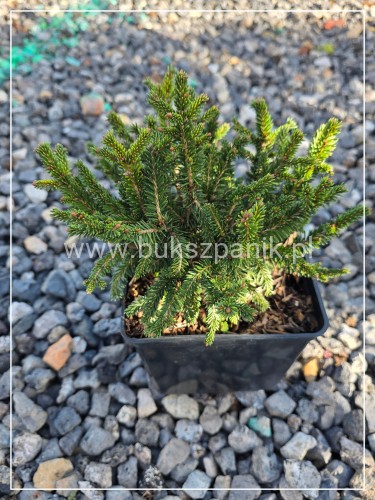 Świerk Barryi - Picea