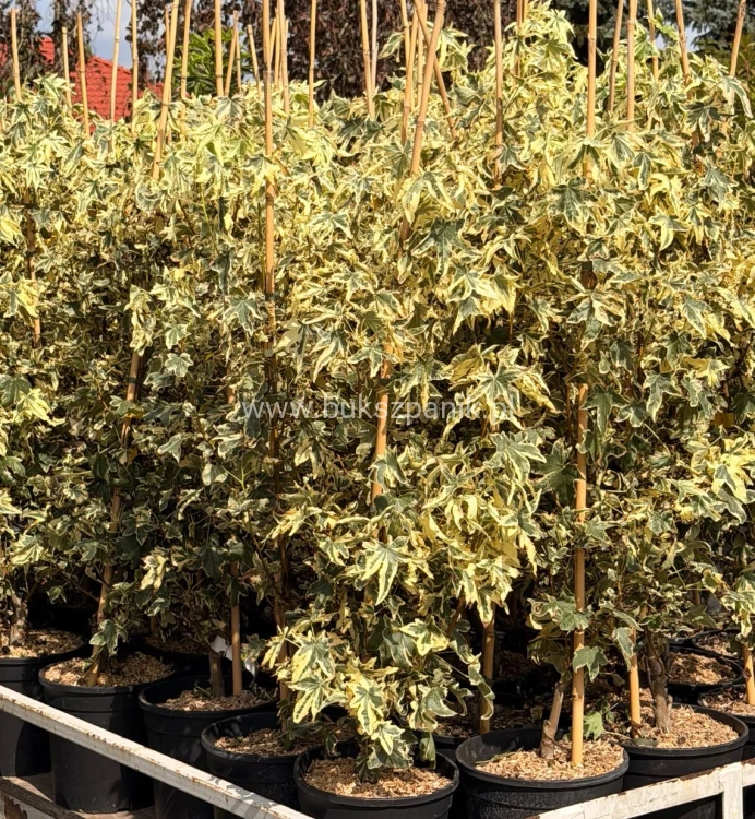 Ambrowiec Psychedelic liquidambar