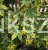 Ambrowiec Psychedelic liquidambar