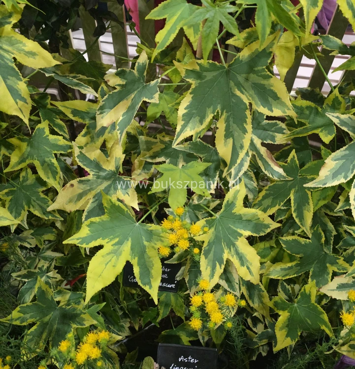 Ambrowiec Psychedelic liquidambar