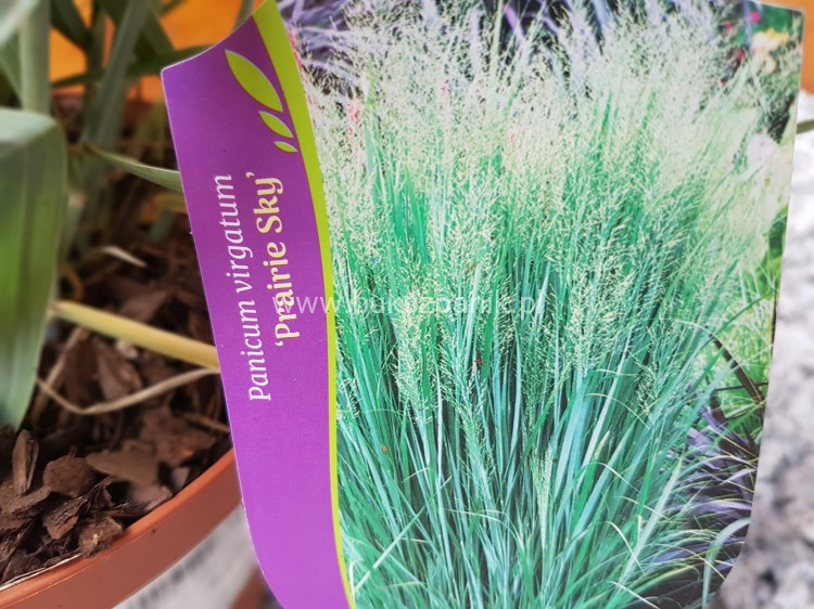 Proso rózgowate- Panicum virgatum 'Prairie Sky' C5l