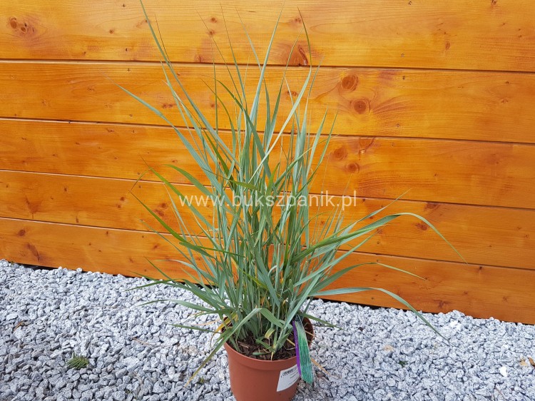 Proso rózgowate- Panicum virgatum 'Prairie Sky' C5l