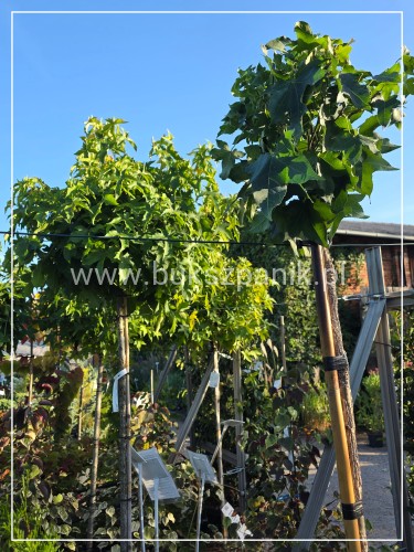 Ambrowiec amerykański Gum Ball- Liquidambar styraciflua- f. pienna C10 Pa 180m Gumball (i