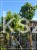 Ambrowiec amerykański Gum Ball- Liquidambar styraciflua- f. pienna C10 Pa 180m Gumball (i