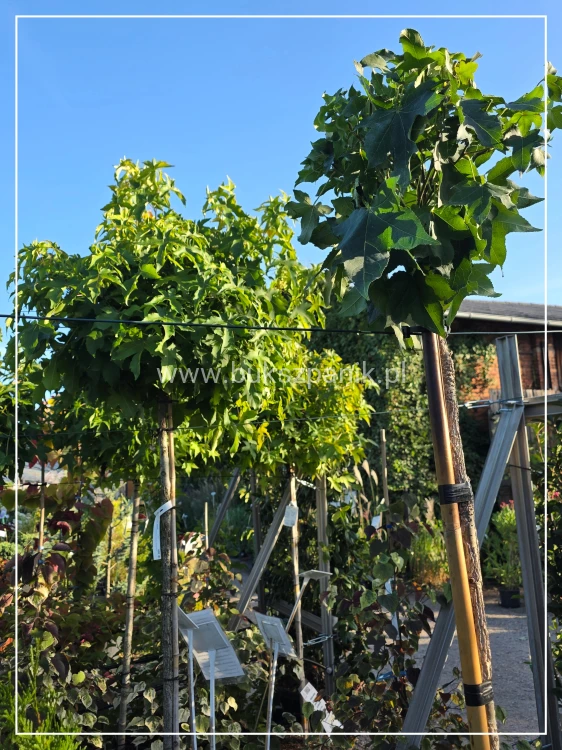Ambrowiec amerykański Gum Ball- Liquidambar styraciflua- f. pienna C10 Pa 180m Gumball (i