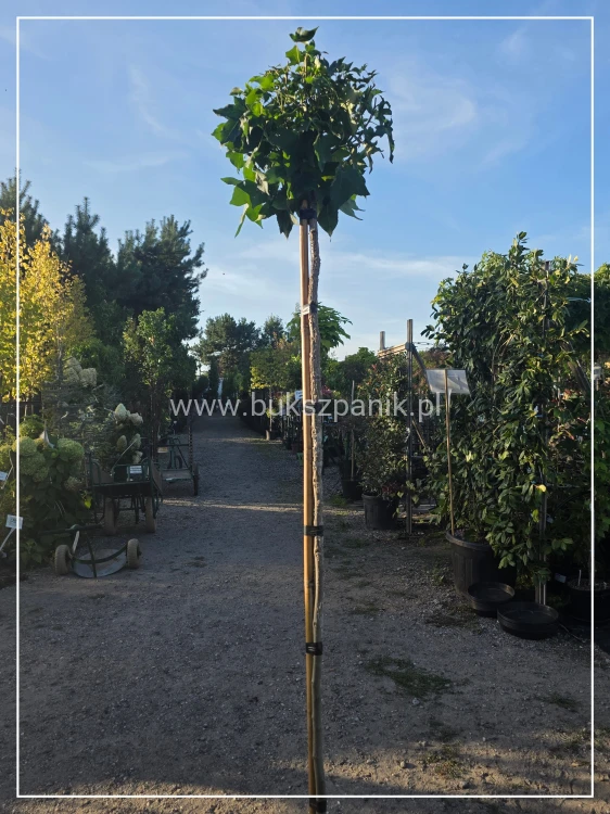 Ambrowiec amerykański Gum Ball- Liquidambar styraciflua- f. pienna C10 Pa 180m Gumball (i