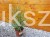 2Proso rózgowate- Panicum virgatum 'Prairie Sky' C5l