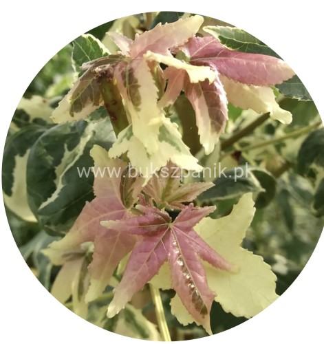 Ambrowiec Psychedelic liquidambar
