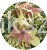 Ambrowiec Psychedelic liquidambar