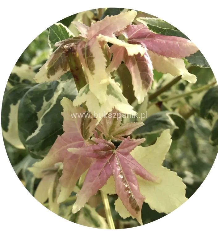 Ambrowiec Psychedelic liquidambar