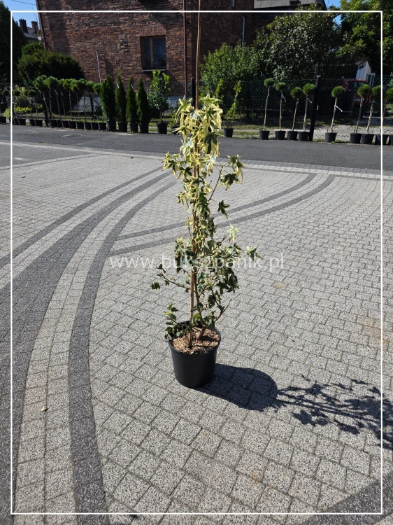 Ambrowiec Psychedelic liquidambar