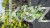 Judaszowiec kanadyjski Alley Cat - cercis canadensis