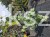 Judaszowiec kanadyjski Alley Cat - cercis canadensis