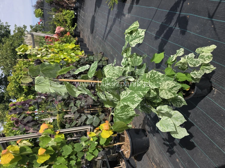 Judaszowiec kanadyjski Alley Cat - cercis canadensis