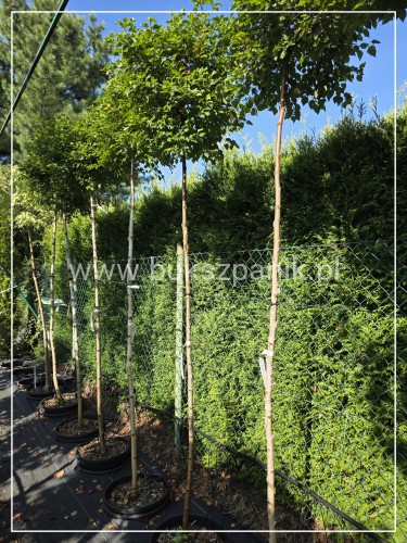 Brzoza brodawkowata MAGICAL GLOBE PA210-230, ob 6-8cm- Betula pendula
