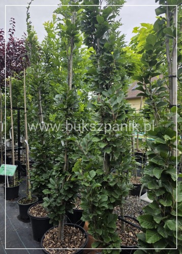 Buk pospolity DAWYCK GOLD - Fagus sylvatica ob. 6-8cm H: 2,20-2,5m