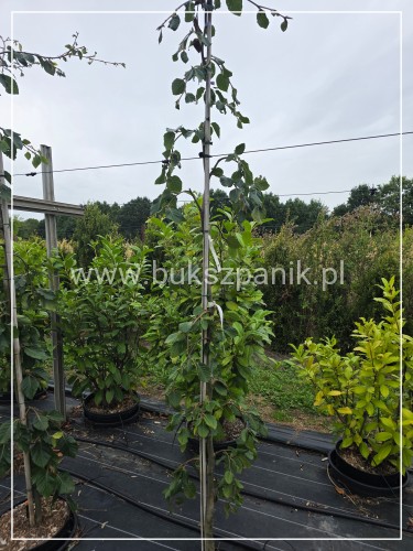 Buk pospolity Pendula- Fagus sylvatica