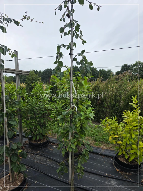 Buk pospolity Pendula- Fagus sylvatica