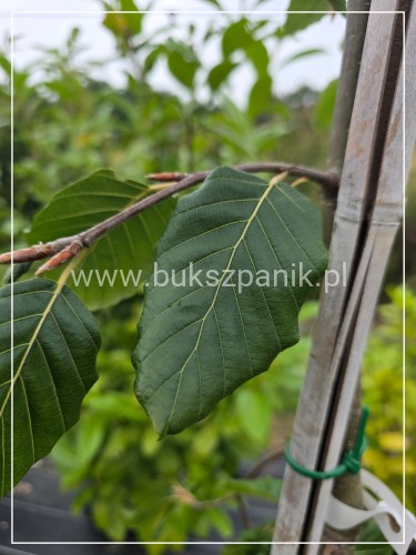 Buk pospolity Pendula- Fagus sylvatica