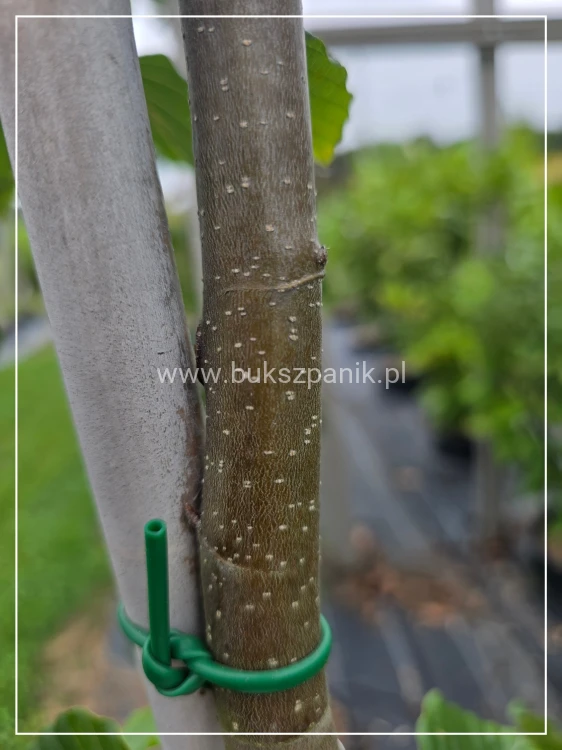 Buk pospolity Pendula- Fagus sylvatica