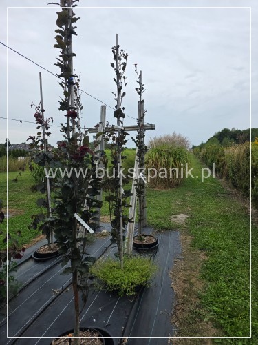 Buk pospolity Dawyck Purple - Fagus sylvatica h: 2,5m (