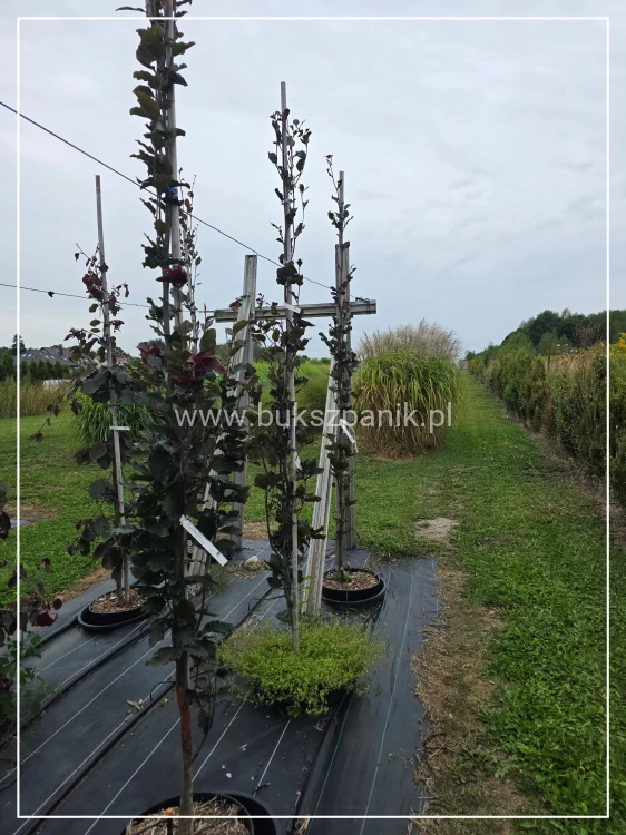 Buk pospolity Dawyck Purple - Fagus sylvatica h: 2,5m (