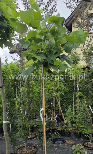 Tulipanowiec amerykański EDWARD GURSZTYN PBR PA170-180cm