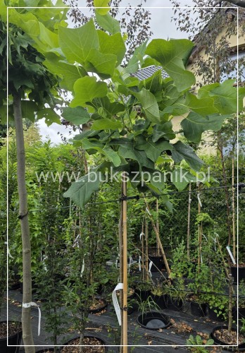 Tulipanowiec amerykański EDWARD GURSZTYN PBR PA170-180cm