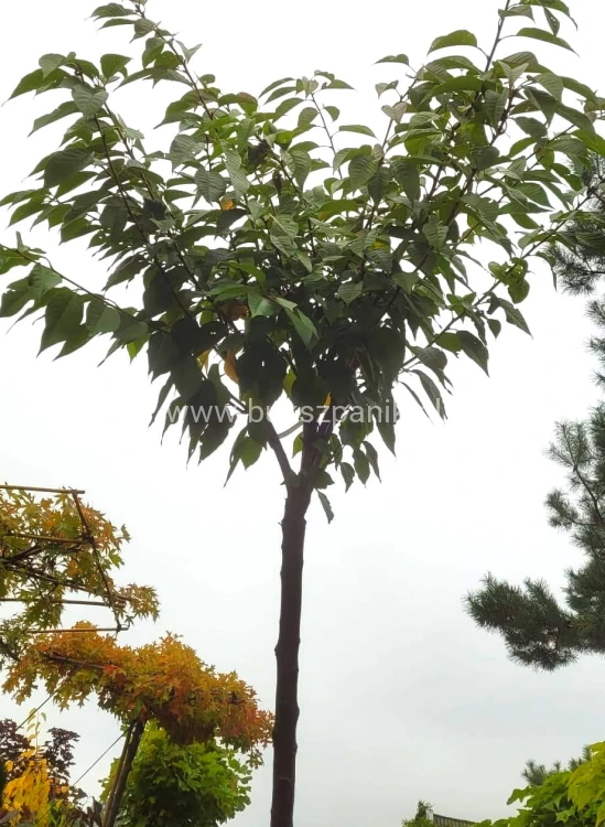 Wiśnia piłkowana KANZAN - Prunus serrulata
