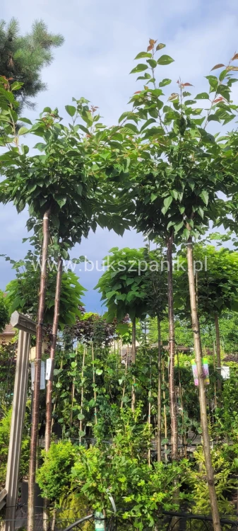 Wiśnia piłkowana KANZAN - Prunus serrulata
