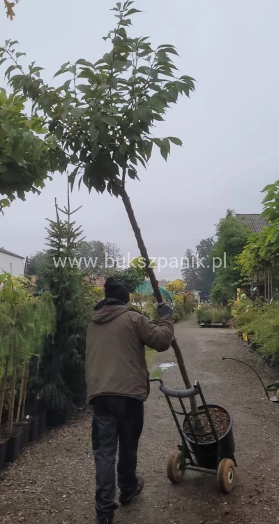 Wiśnia piłkowana KANZAN - Prunus serrulata