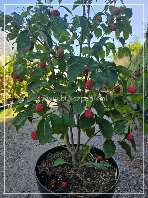 Dereń kousa CHINA GIRL - Cornus kousa C25l, h: 1.60-190cm