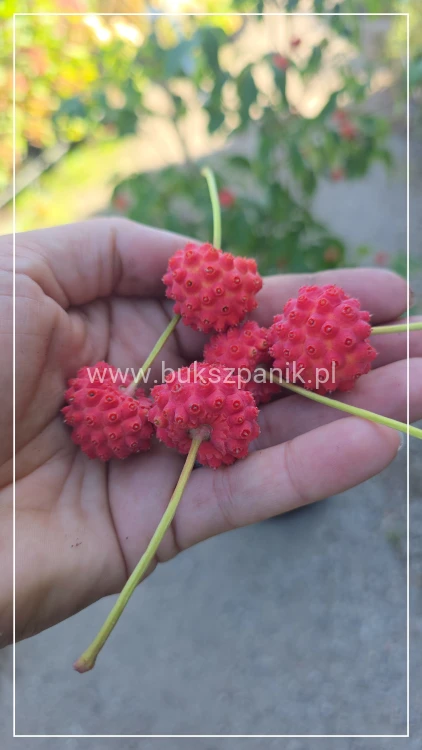 Dereń kousa CHINA GIRL - Cornus kousa C25l, h: 1.60-190cm