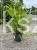 Hakonechloa macra Greenhills
