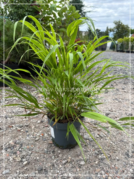 Hakonechloa macra Greenhills