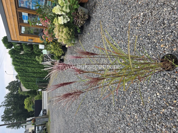 1000106049.jpg