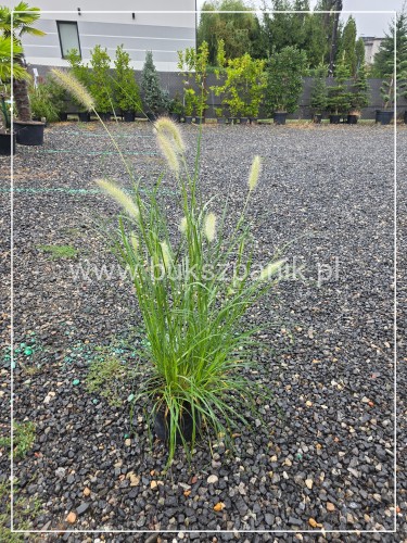 Rozplenica japońska NEON LIGHTS - Pennisetum alopecuroides C5l