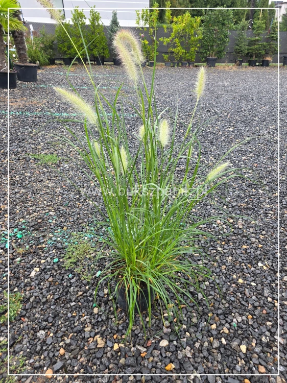 Rozplenica japońska NEON LIGHTS - Pennisetum alopecuroides C5l