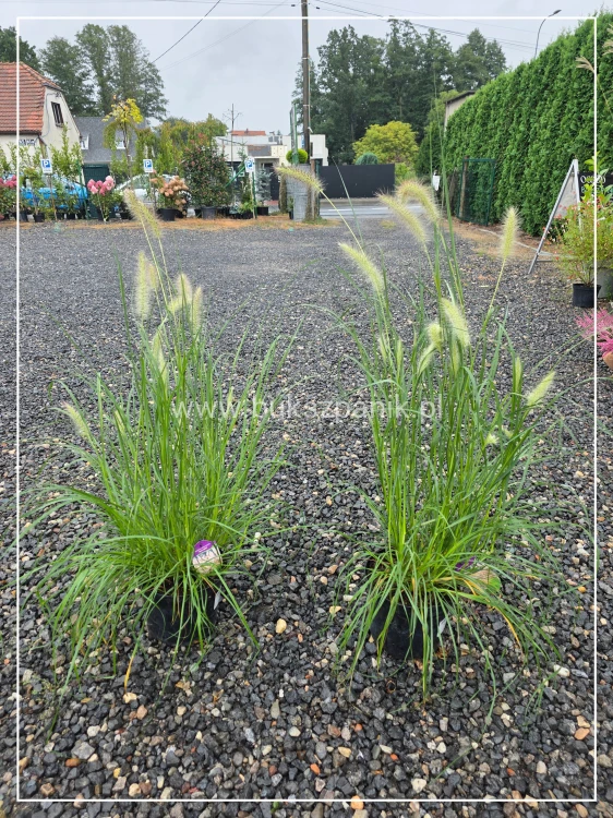 Rozplenica japońska NEON LIGHTS - Pennisetum alopecuroides C5l