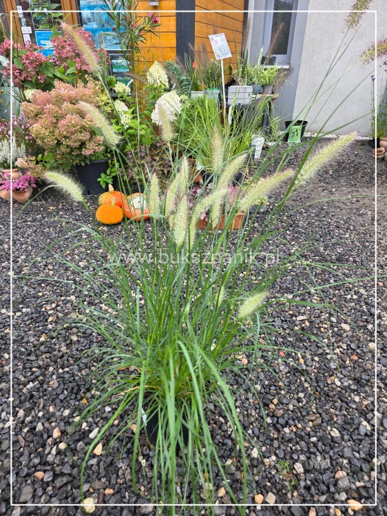 Rozplenica japońska NEON LIGHTS - Pennisetum alopecuroides C5l