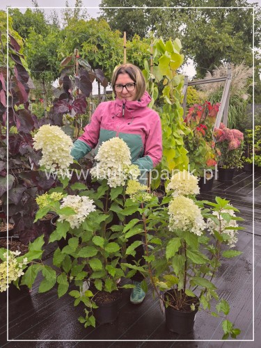 Hortensja bukietowa Phantom -Hydrangea paniculata
