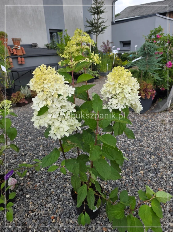 Hortensja bukietowa Phantom -Hydrangea paniculata