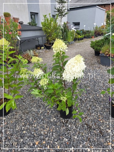 Hortensja bukietowa Phantom -Hydrangea paniculata