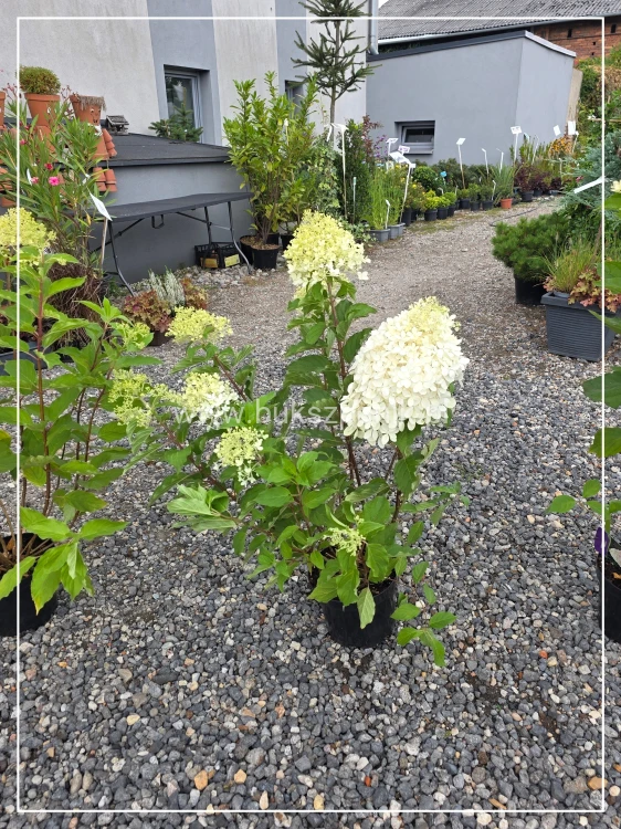 Hortensja bukietowa Phantom -Hydrangea paniculata